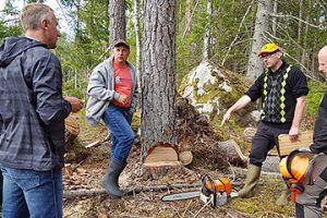 Tree cutting