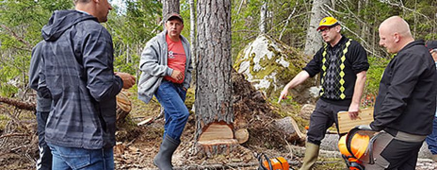 Tree cutting